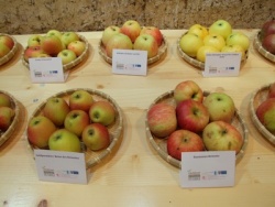 Apfelsorten.jpg